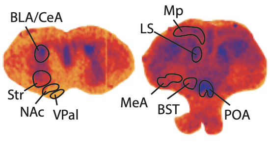 Brain sections highlighting regions associated with social behaviour