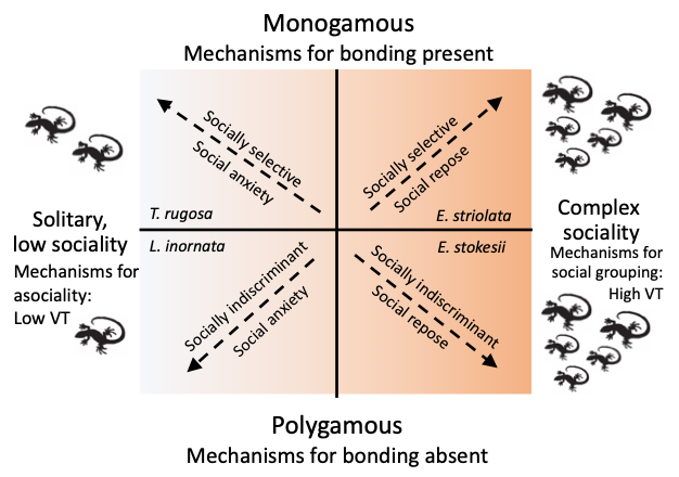 Framework linking lizard social systems, bonding mechanisms and social behaviour