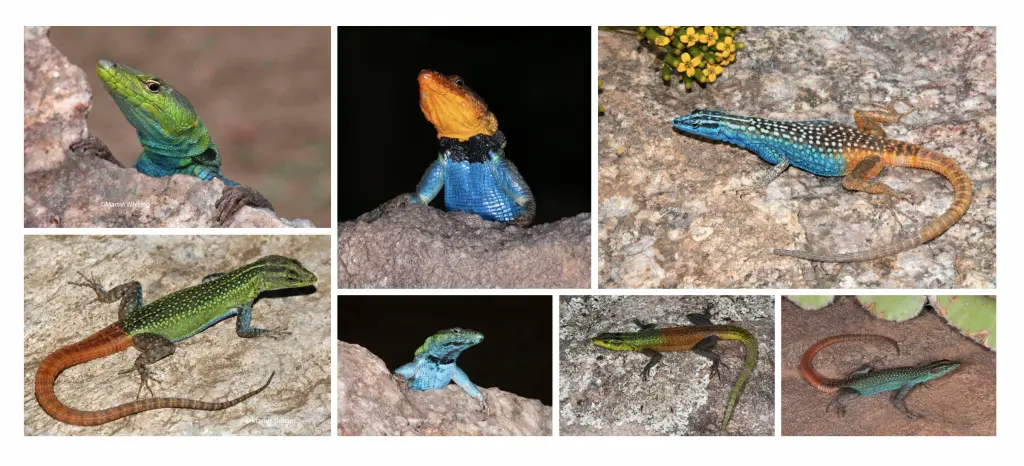 A selection of African flat lizard species
