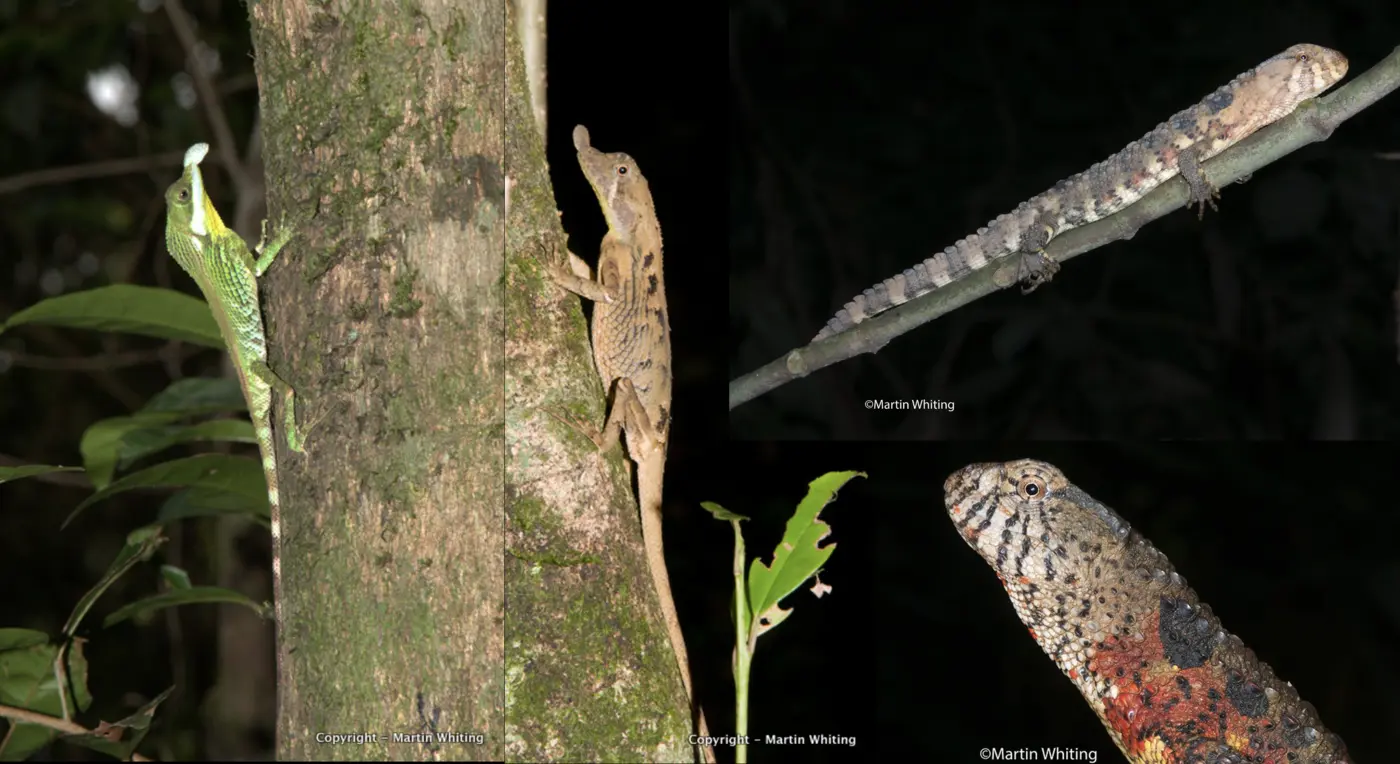 Leaf-nosed lizard and Chinese crocodile lizard