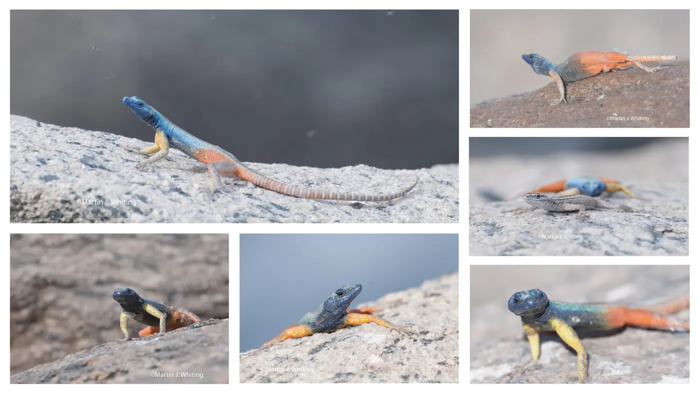 Augrabies flat lizards at Augrabies Falls National Park