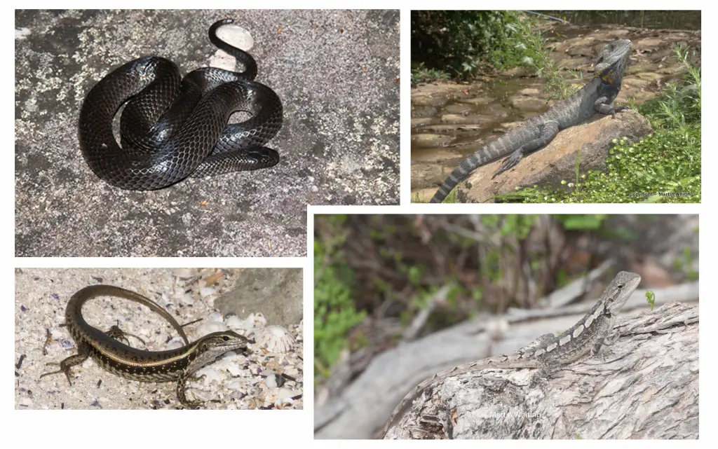 Australian water dragons, skinks, Jacky dragons and a small-eyed snake