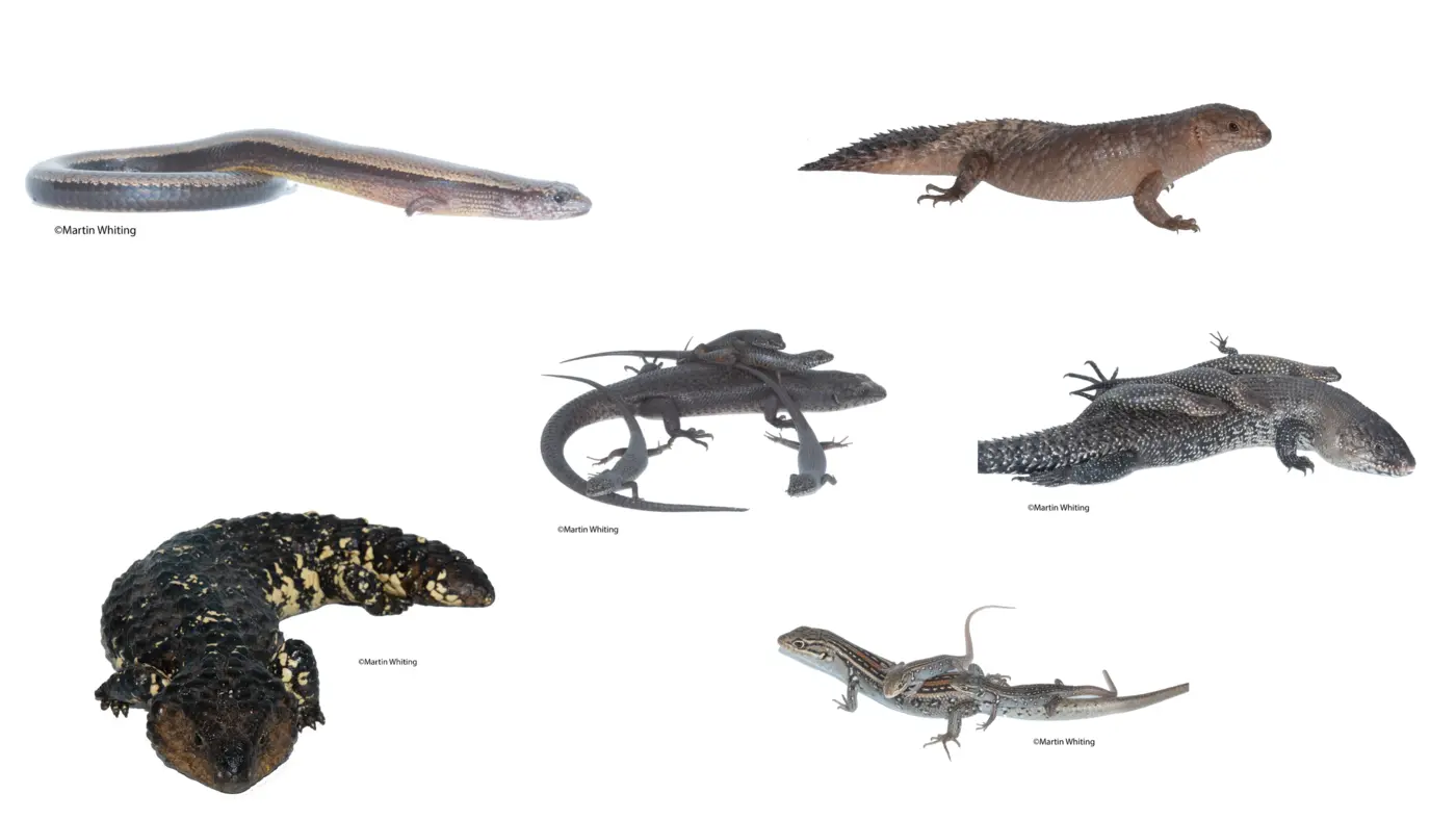 A variety of Australian skinks, including mothers with offspring
