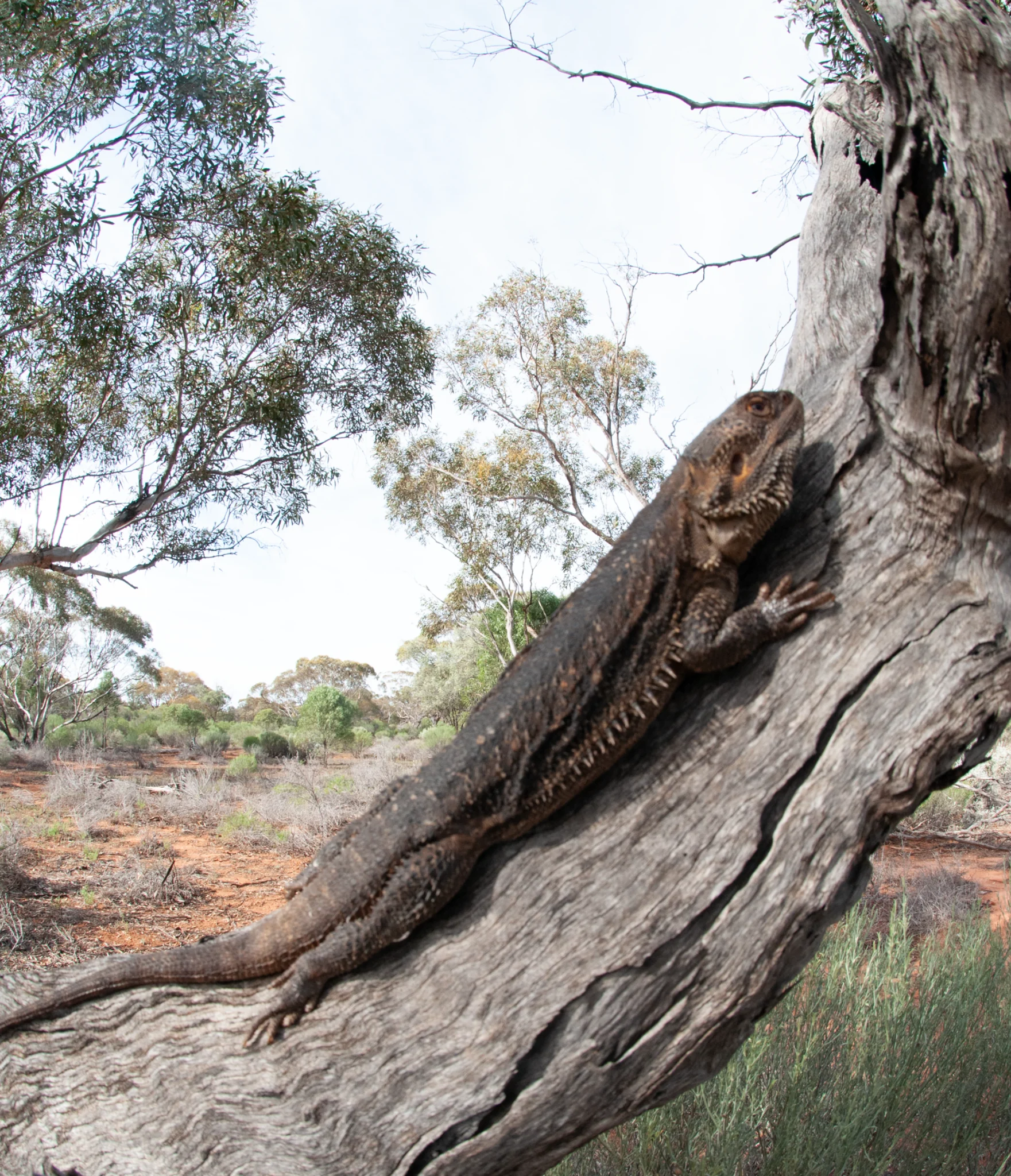 Bearded dragon on a tree trunk