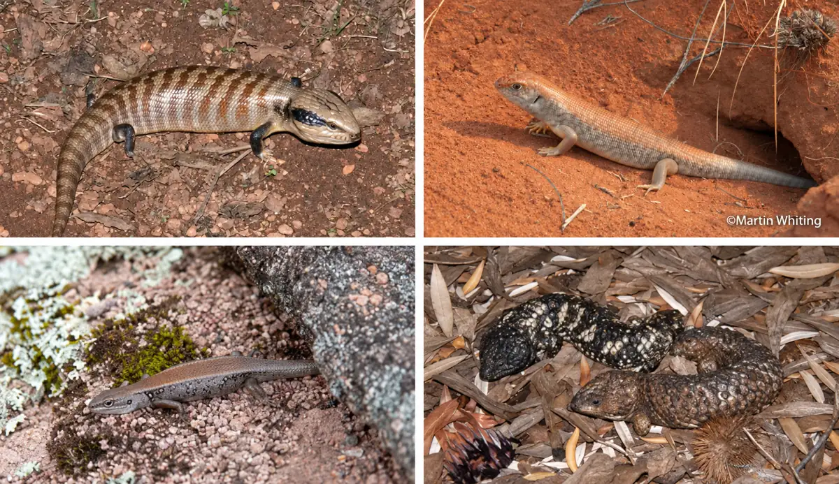 Blue-tongue skinks and other Australian social skinks