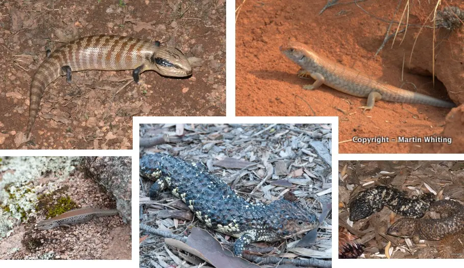 Blue-tongue skinks and other Australian social skinks