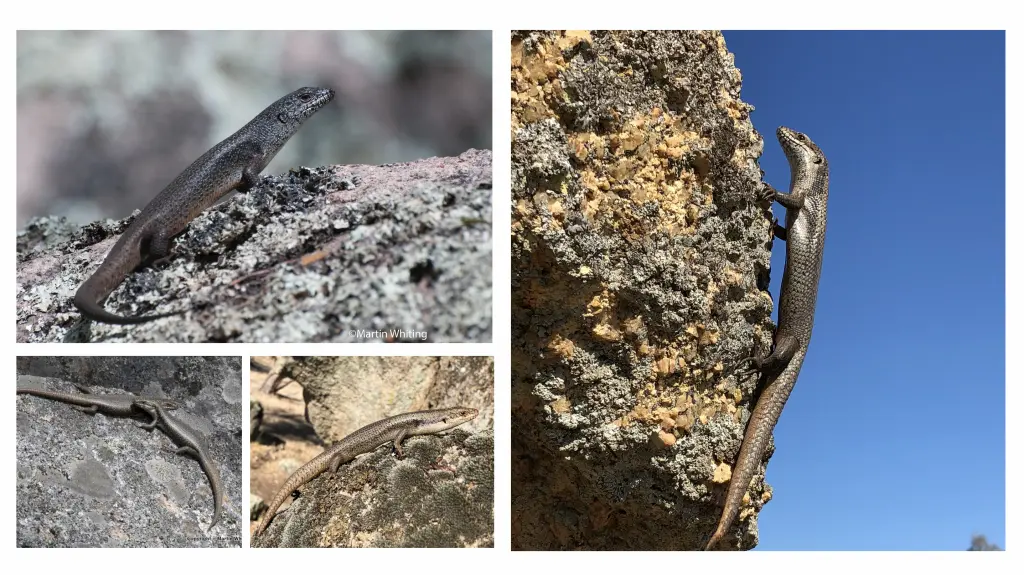 Black rock skinks and tree skinks