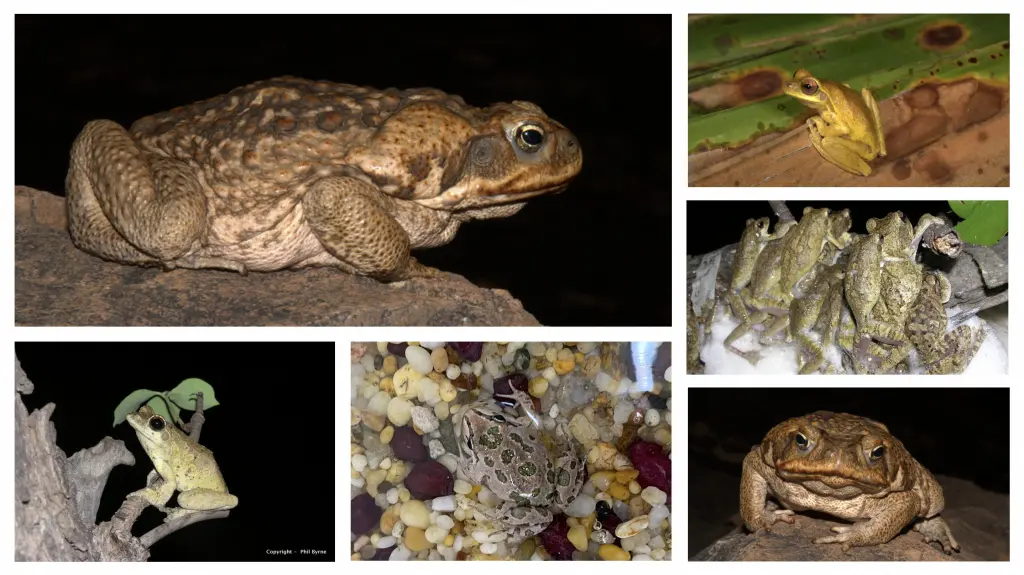 Cane toads and several frog species studied by the lab