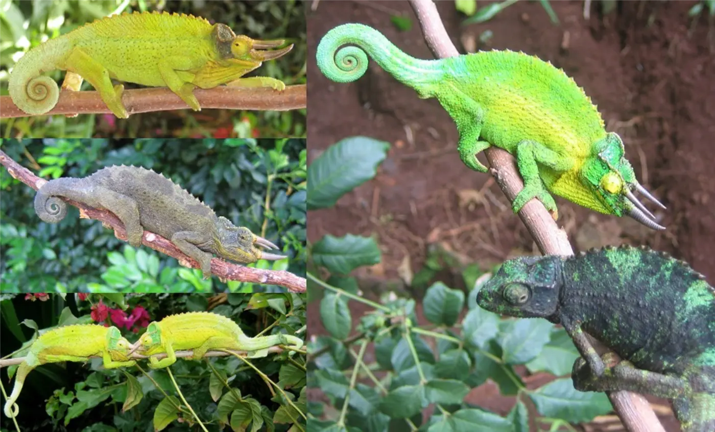 Jackson's chameleons showing different colours