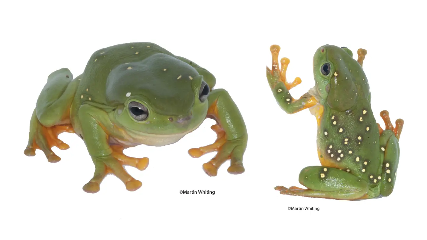 Magnificent tree frog on a white background