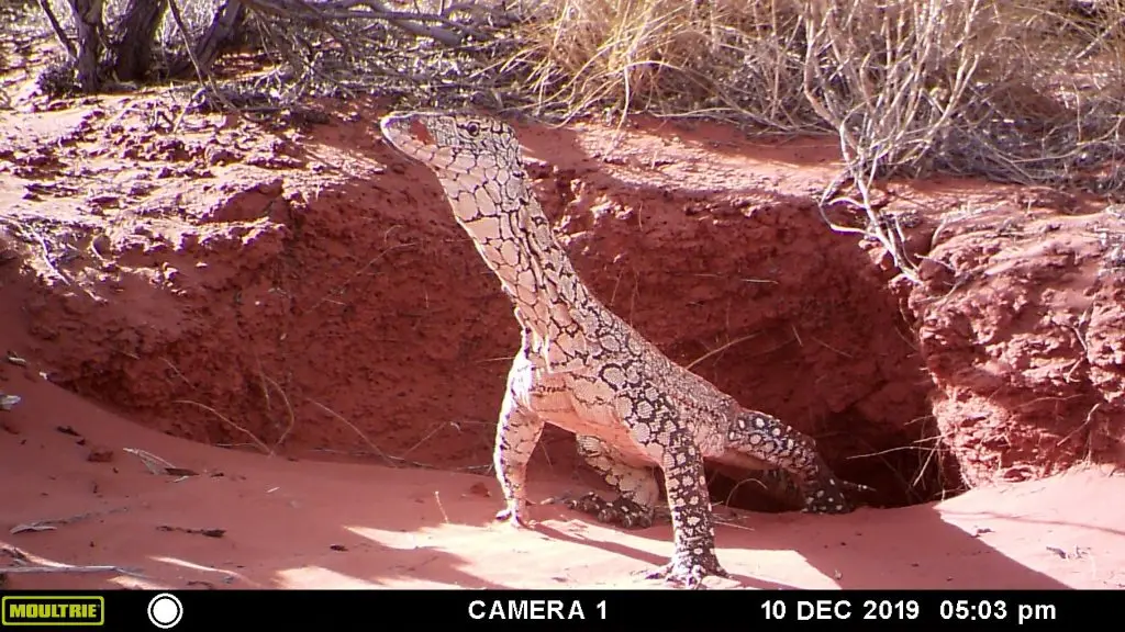 Perentie monitor lizard photographed by a camera trap