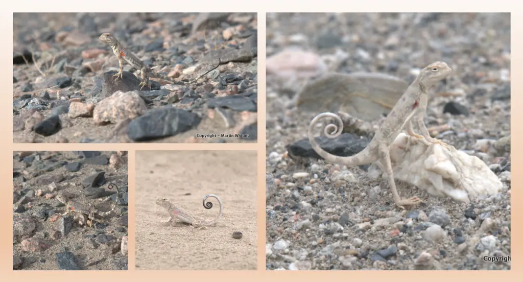 Several species of toad-headed agamas from China