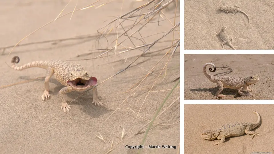Chinese toad-headed agamas