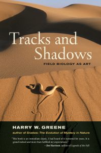 tracks_shadows