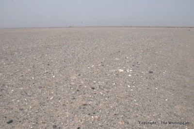 Gravel plains 13 km west Ruoqiang Phrynocephalus axillaris habitat 6 ...