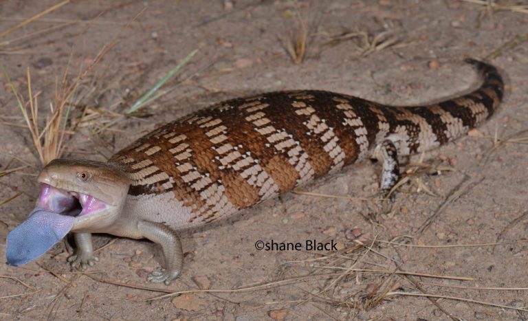 Why blue tongue? A potential deimatic display has been uncovered in ...