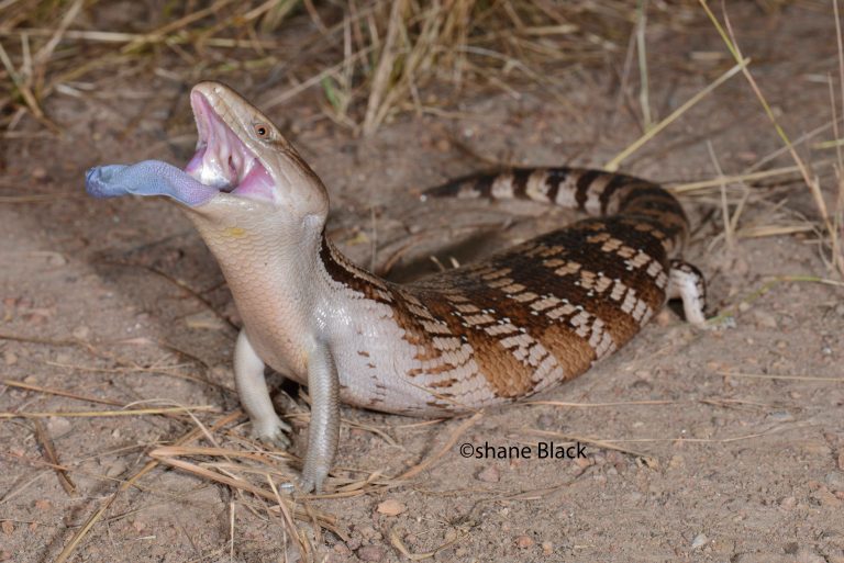 Why blue tongue? A potential deimatic display has been uncovered in bluetongue skinks The