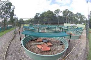Lizard tubs-40